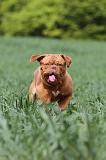 DOGUE DE BORDEAUX 021